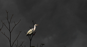Picture of Hailstrom